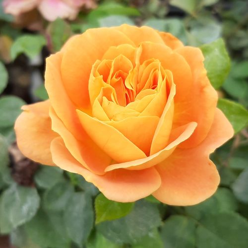 E-commerce, vendita, rose, in, vaso rose ibridi di tea - arancione - Rosa Orange™ - rosa dal profumo discreto - PhenoGeno Roses - ,-